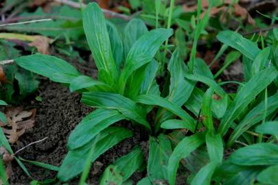 Fotografia da espécie Epilobium tetragonum subesp. tournefortii