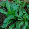 Fotografia 7 da espécie Epilobium tetragonum subesp. tournefortii do Jardim Botânico UTAD