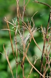 Fotografia da espécie Epilobium tetragonum subesp. tournefortii