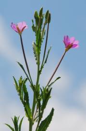 Fotografia da espécie Epilobium tetragonum subesp. tournefortii