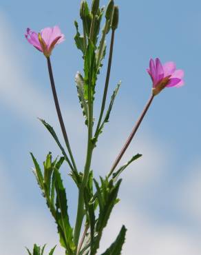 Fotografia 10 da espécie Epilobium tetragonum subesp. tournefortii no Jardim Botânico UTAD