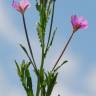 Fotografia 10 da espécie Epilobium tetragonum subesp. tournefortii do Jardim Botânico UTAD