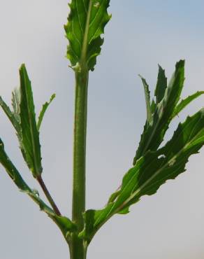 Fotografia 11 da espécie Epilobium tetragonum subesp. tournefortii no Jardim Botânico UTAD