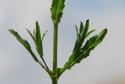 Fotografia da espécie Epilobium tetragonum subesp. tournefortii