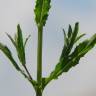 Fotografia 11 da espécie Epilobium tetragonum subesp. tournefortii do Jardim Botânico UTAD