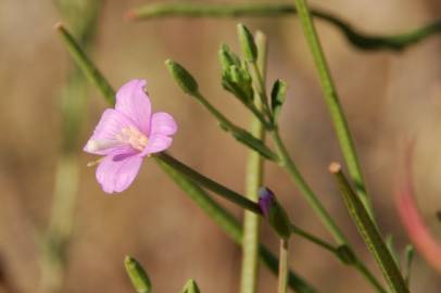 Fotografia da espécie Epilobium tetragonum subesp. tournefortii