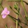 Fotografia 12 da espécie Epilobium tetragonum subesp. tournefortii do Jardim Botânico UTAD