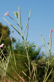 Fotografia da espécie Epilobium tetragonum subesp. tournefortii