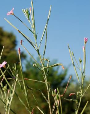 Fotografia 13 da espécie Epilobium tetragonum subesp. tournefortii no Jardim Botânico UTAD