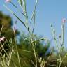 Fotografia 13 da espécie Epilobium tetragonum subesp. tournefortii do Jardim Botânico UTAD