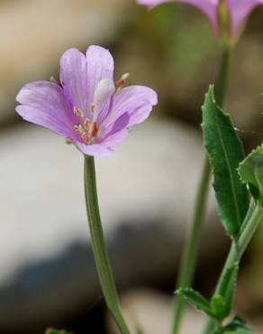 Fotografia 14 da espécie Epilobium tetragonum subesp. tournefortii no Jardim Botânico UTAD