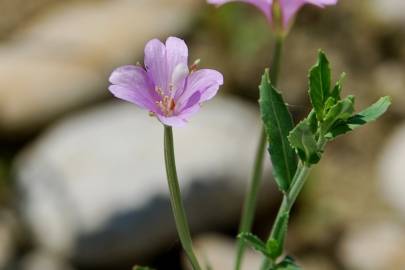 Fotografia da espécie Epilobium tetragonum subesp. tournefortii