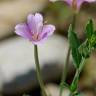 Fotografia 14 da espécie Epilobium tetragonum subesp. tournefortii do Jardim Botânico UTAD