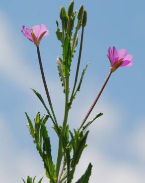 Fotografia 15 da espécie Epilobium tetragonum subesp. tournefortii no Jardim Botânico UTAD