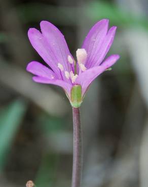 Fotografia 16 da espécie Epilobium tetragonum subesp. tournefortii no Jardim Botânico UTAD