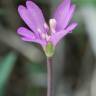 Fotografia 16 da espécie Epilobium tetragonum subesp. tournefortii do Jardim Botânico UTAD