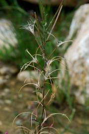 Fotografia da espécie Epilobium parviflorum