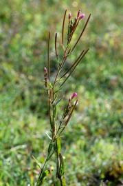 Fotografia da espécie Epilobium parviflorum