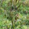 Fotografia 8 da espécie Epilobium parviflorum do Jardim Botânico UTAD