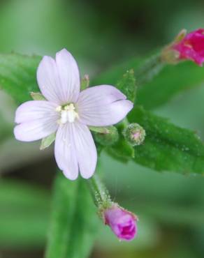 Fotografia 9 da espécie Epilobium parviflorum no Jardim Botânico UTAD