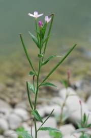 Fotografia da espécie Epilobium parviflorum