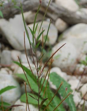 Fotografia 12 da espécie Epilobium parviflorum no Jardim Botânico UTAD