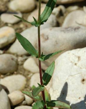 Fotografia 13 da espécie Epilobium parviflorum no Jardim Botânico UTAD