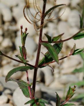 Fotografia 14 da espécie Epilobium parviflorum no Jardim Botânico UTAD