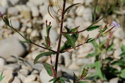 Fotografia da espécie Epilobium parviflorum