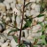 Fotografia 14 da espécie Epilobium parviflorum do Jardim Botânico UTAD