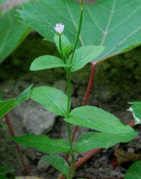 Fotografia 15 da espécie Epilobium parviflorum no Jardim Botânico UTAD