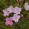 Fotografia 18 da espécie Epilobium parviflorum do Jardim Botânico UTAD