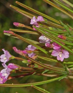 Fotografia 19 da espécie Epilobium parviflorum no Jardim Botânico UTAD