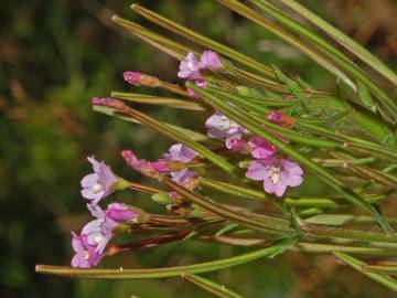 Fotografia da espécie Epilobium parviflorum