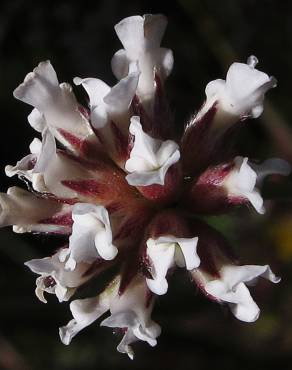 Fotografia 5 da espécie Dorycnium pentaphyllum no Jardim Botânico UTAD