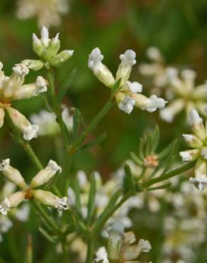 Fotografia 6 da espécie Dorycnium pentaphyllum no Jardim Botânico UTAD