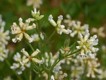 Fotografia da espécie Dorycnium pentaphyllum