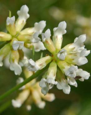 Fotografia 1 da espécie Dorycnium pentaphyllum no Jardim Botânico UTAD