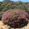 Fotografia 5 da espécie Drosanthemum floribundum do Jardim Botânico UTAD