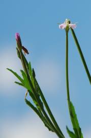 Fotografia da espécie Epilobium tetragonum subesp. tetragonum