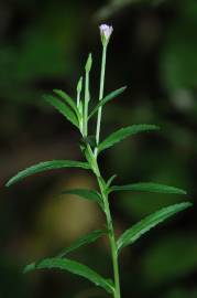 Fotografia da espécie Epilobium tetragonum subesp. tetragonum