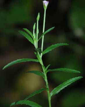 Fotografia 3 da espécie Epilobium tetragonum subesp. tetragonum no Jardim Botânico UTAD