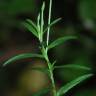 Fotografia 3 da espécie Epilobium tetragonum subesp. tetragonum do Jardim Botânico UTAD