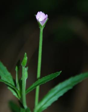 Fotografia 4 da espécie Epilobium tetragonum subesp. tetragonum no Jardim Botânico UTAD