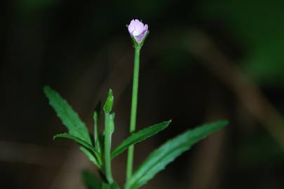 Fotografia da espécie Epilobium tetragonum subesp. tetragonum