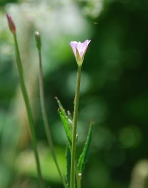 Fotografia 5 da espécie Epilobium tetragonum subesp. tetragonum no Jardim Botânico UTAD