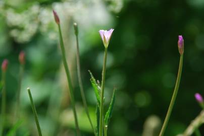 Fotografia da espécie Epilobium tetragonum subesp. tetragonum