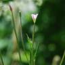 Fotografia 5 da espécie Epilobium tetragonum subesp. tetragonum do Jardim Botânico UTAD