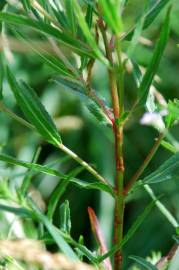 Fotografia da espécie Epilobium tetragonum subesp. tetragonum