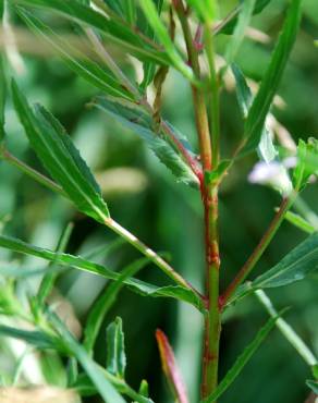 Fotografia 6 da espécie Epilobium tetragonum subesp. tetragonum no Jardim Botânico UTAD